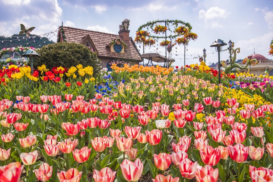 에버랜드(everland), 90종 100만 송이 봄꽃 향연 튤립 축제 오픈