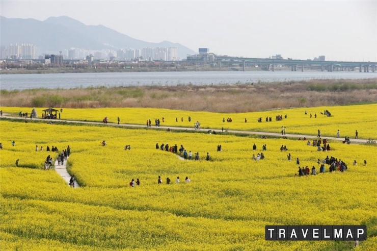 [트래블맵부산여행] 부산광역시, 제5회 부산 낙동강 유채꽃 축제 개최