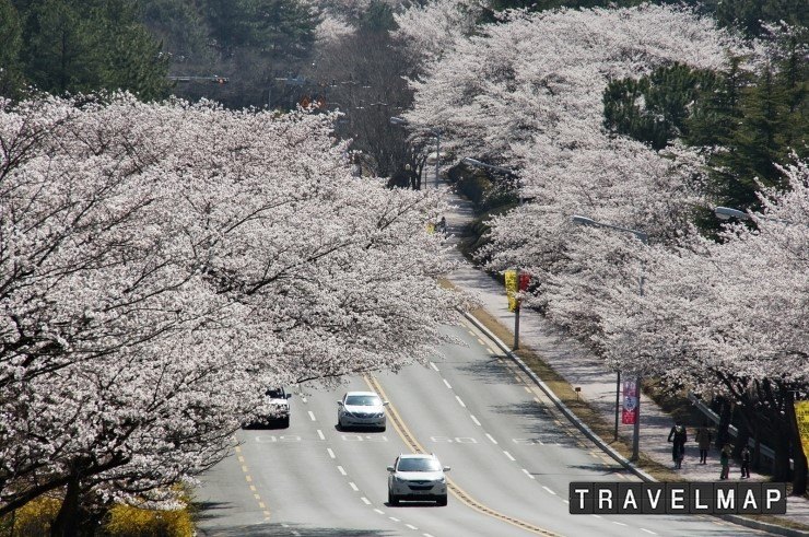 경주 보문단지 벚꽃 드라이브