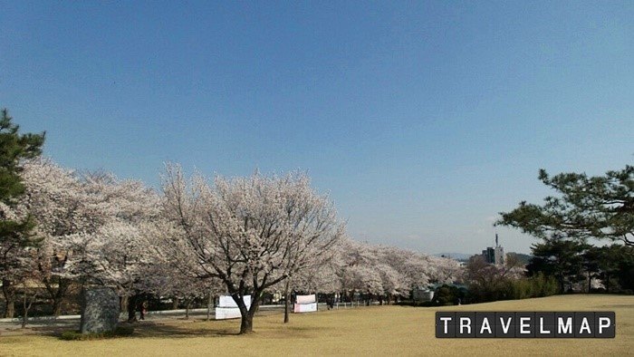 트래블맵_신창역__순천향대학교_캠퍼스_벚꽃광장